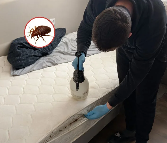 Technicien traitant un matelas contre les punaises de lit à Chelles